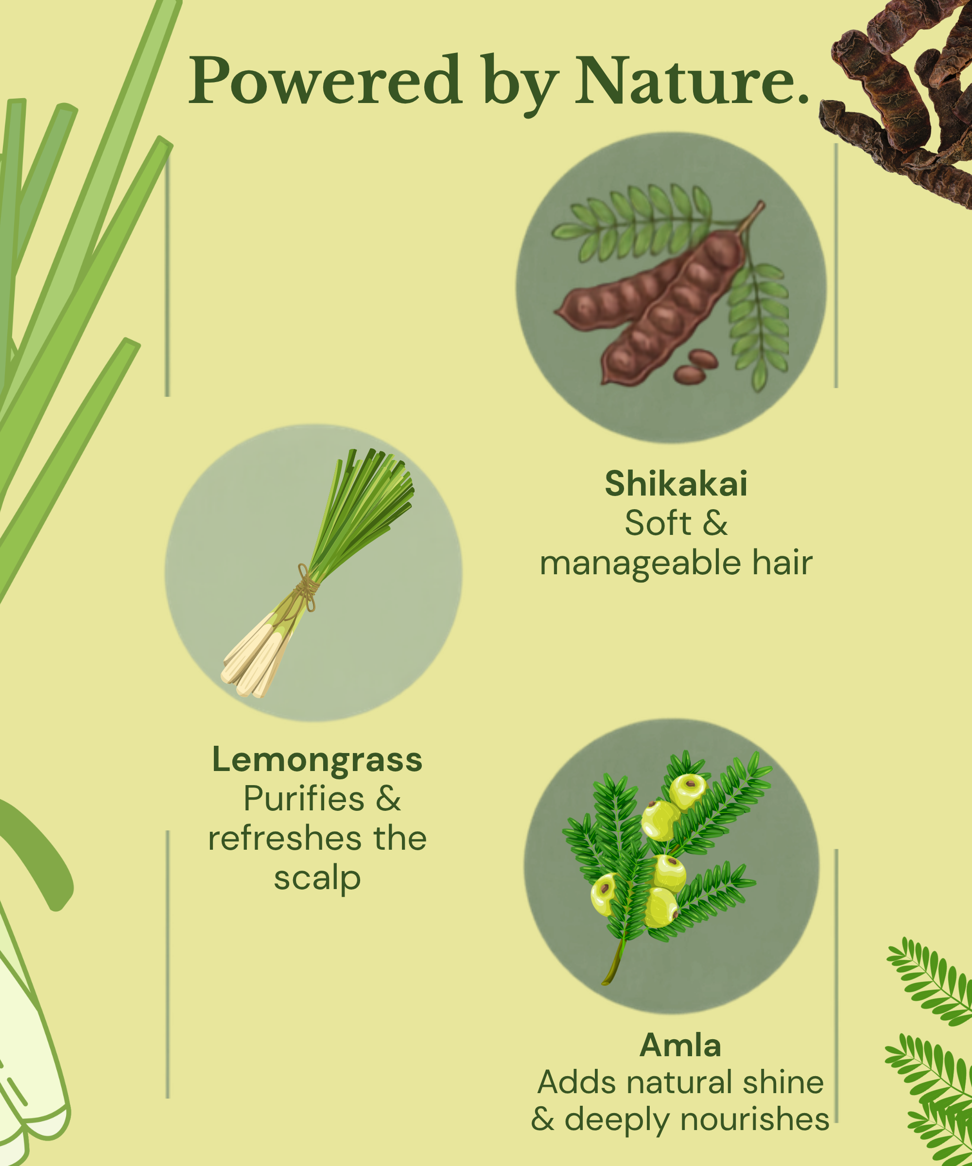 Lemongrass Shampoo | Sulphate-Free Purifying Shampoo for Oily Scalp & Buildup - Image 5